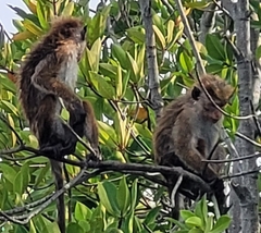Macaca sinica
