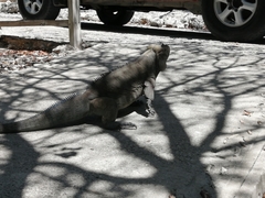 Cyclura cornuta cornuta