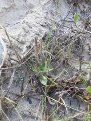 Plantago catharinea