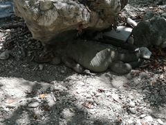 Cyclura cornuta cornuta