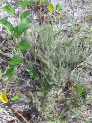 Polygala cyparissias