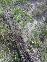Microstachys corniculata
