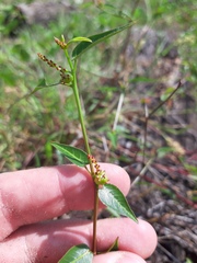 Microstachys corniculata