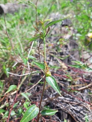 Microstachys corniculata