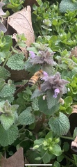 Apis mellifera