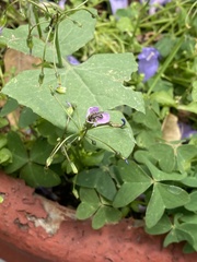 Oxalis latifolia