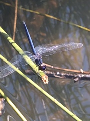 Trithemis dorsalis