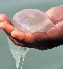 Cnidaria