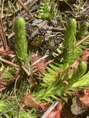 Lycopodiella appressa