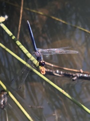 Trithemis dorsalis