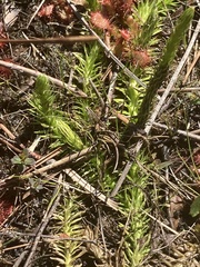 Lycopodiella appressa