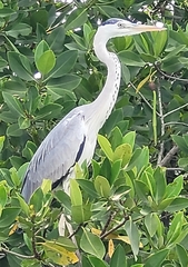 Ardea cinerea