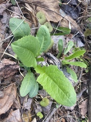 Micranthes micranthidifolia
