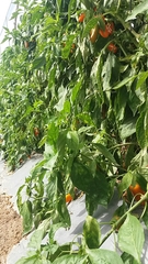 Capsicum chinense