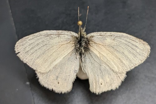 iNaturalist observation photo of Common Ringlet