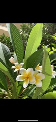 Plumeria rubra