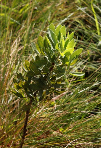 Diplolophium buchananii subsp. swynnertonii image