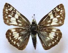 Burnsius adepta