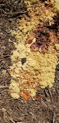 Fuligo septica