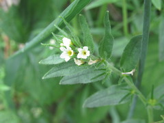 Buglossoides czernjajevii