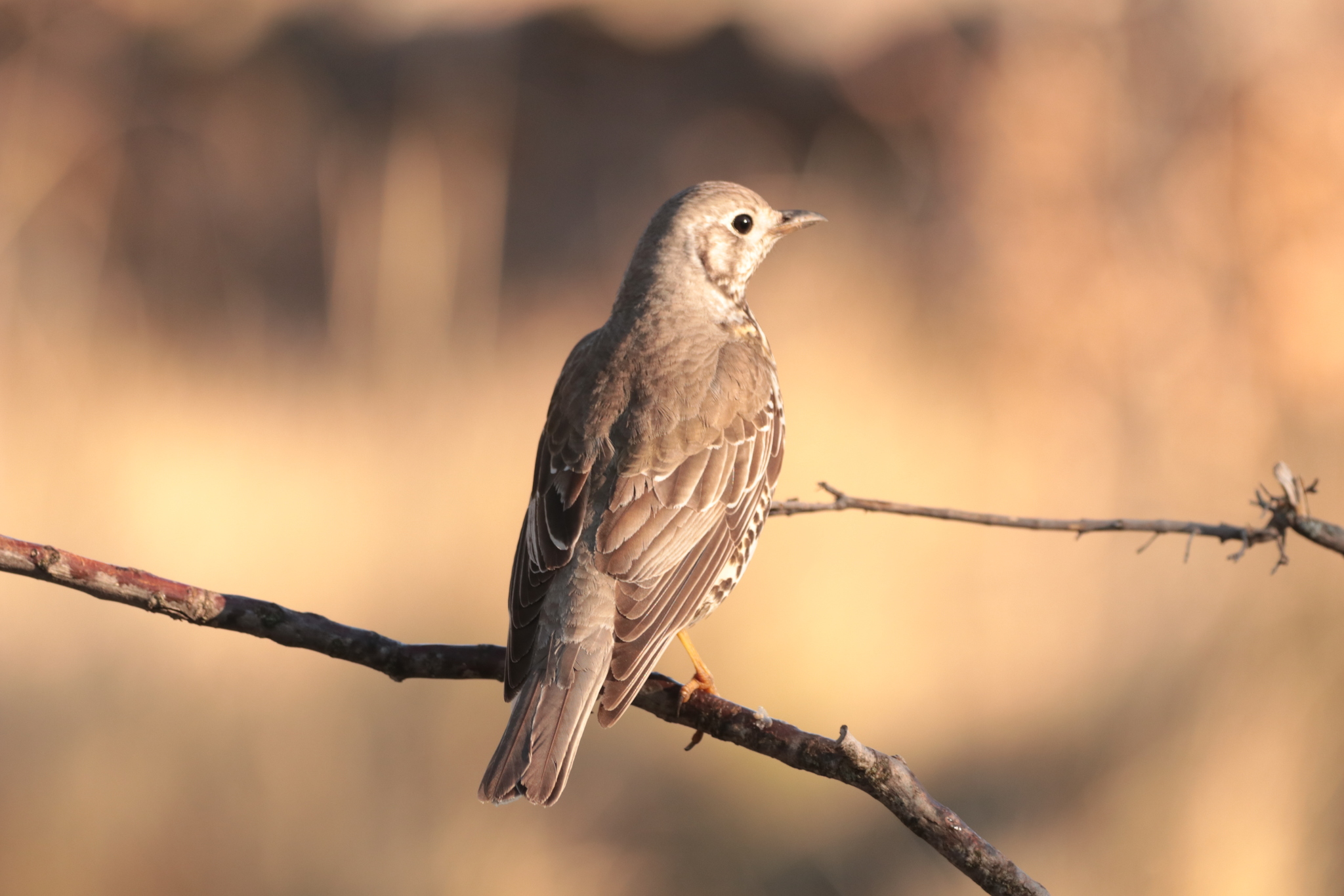 Mistle Thrush (Turdus viscivorus) · iNaturalist