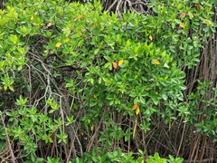 Rhizophora mucronata