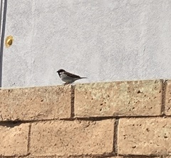 Passer domesticus