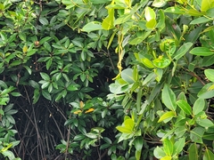 Rhizophora mucronata