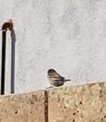 Passer domesticus