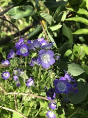 Phacelia patuliflora