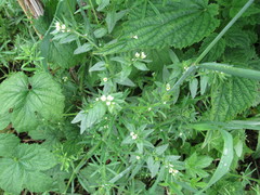 Buglossoides czernjajevii