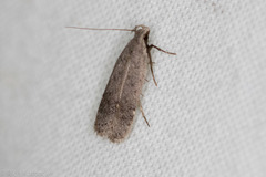 Anacampsis comparanda