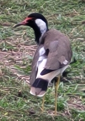 Vanellus indicus