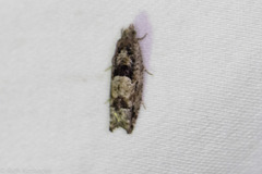 Pseudexentera hodsoni