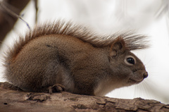 Tamiasciurus hudsonicus