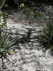 Cyclura cornuta cornuta