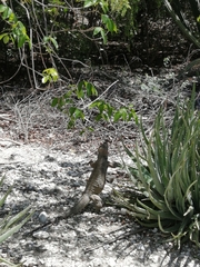Cyclura cornuta cornuta
