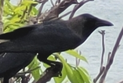Corvus splendens