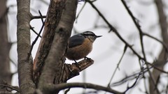 Sitta canadensis