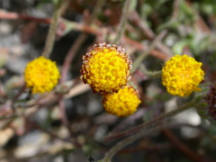 Anthemis ammanthus paleacea