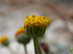 Anthemis ammanthus paleacea