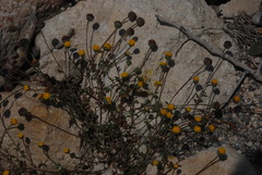 Anthemis ammanthus paleacea