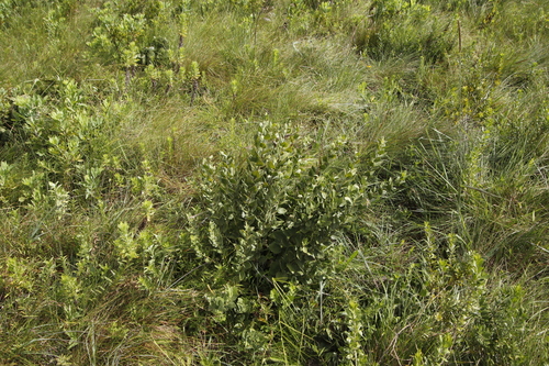 Stomatanthes africanus image