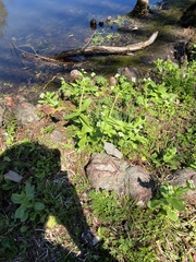 Valerianella