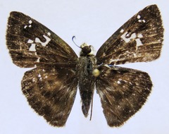 Quadrus cerialis