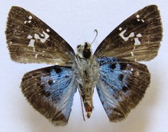 Quadrus cerialis