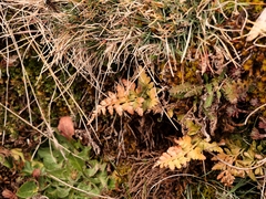 Asplenium adiantum-nigrum adiantum-nigrum