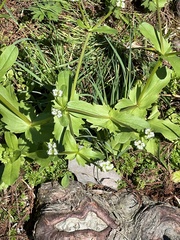 Valerianella