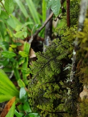Hymenophyllum dentatum
