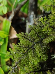 Hymenophyllum dentatum image